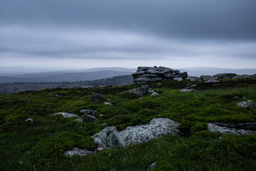 Pflanzenwelt auf dem Brocken im Harz