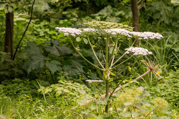 Barszcz Sosnowskiego, Heracleum sosnowskyi