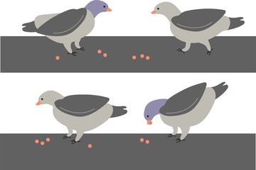 pigeons feeding vector illustration