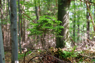 A naturally growing bonsai tree in the forest. A small coniferous tree, pine or spruce.