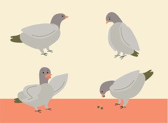 pigeons in different poses vector illustration