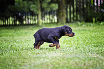 Doberman puppy in grass. Puppy of doberman goes in green grass. He is black and brown and so cute. 