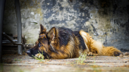 Adult German Shepherd in a portrait photo. Resting.