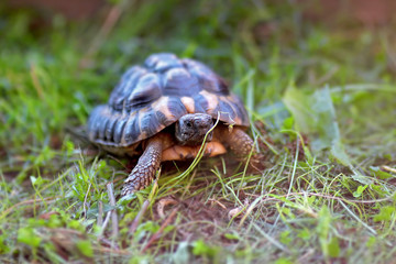 Turtle in the grass with yellow and green shell