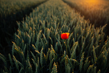 Einzelne Mohnblume steckt im Getreidefeld