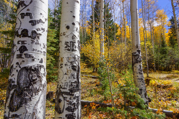 Tattooed Aspens above Santa Fe