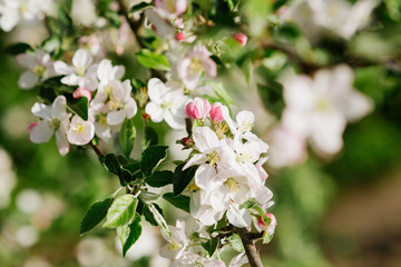 Small buds on the blossoming tree
