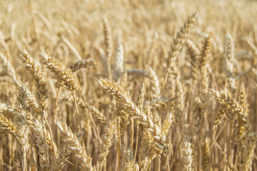 wheat field of ripe wheat