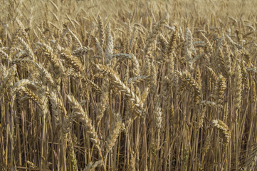 wheat field of ripe wheat