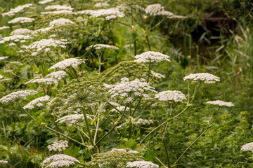 Barszcz Sosnowskiego, Heracleum sosnowskyi
