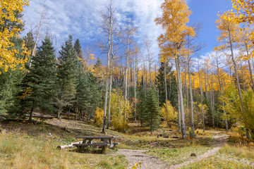 Picnic bench among the aspens above Santa Fe