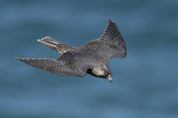 Peregrine falcon in its natural habitat in Denmark