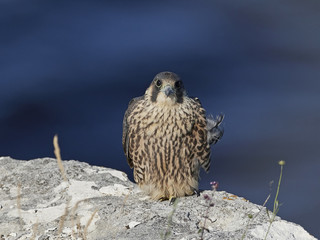 Peregrine falcon in its natural habitat in Denmark