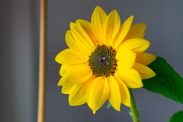 a close up of a beautiful yellow flower 