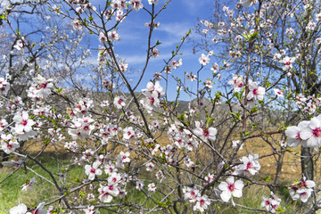 Flowering almond trees.