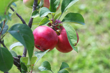 Two apples on the tree