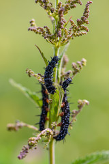 Several black caterpillars of aglais io