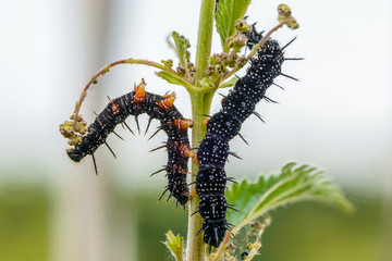 Several black caterpillars of aglais io