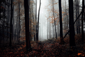 Dunkler herbstlicher Wald mit Nebel