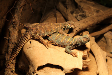 Uromastyx ornata, commonly called the ornate mastigure, is a species of lizard in the family Agamidae. 