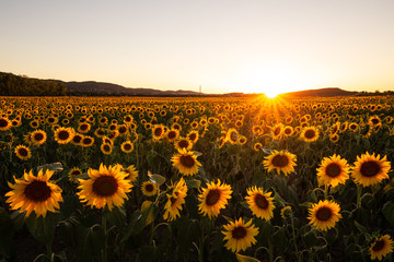 Sonnenaufgang &uuml;ber Sonnenblumenfeld im Harz