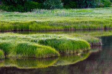 Grass, Cedar River Estuary, Pacific County, Washington, 2018