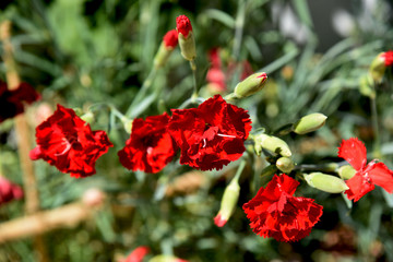 red carnations at garden