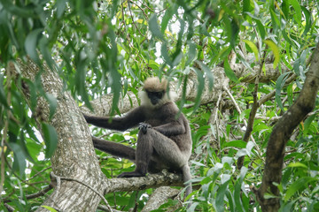 Monkey on a tree in the jungle of Sri Lanka