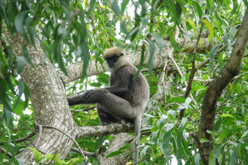 Monkey on a tree in the jungle of Sri Lanka