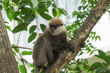 A monkey on a tree branch. Sri Lanka
