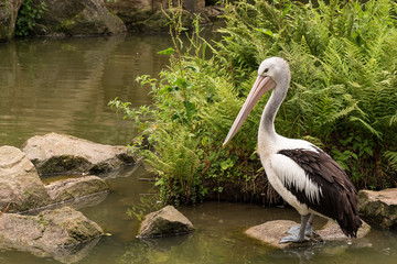 White pelican resting on a rock on a pond
