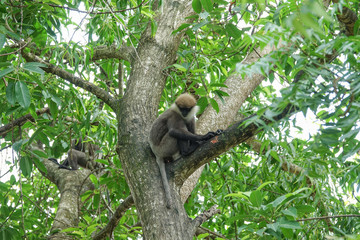 Monkey on a tree in the jungle of Sri Lanka