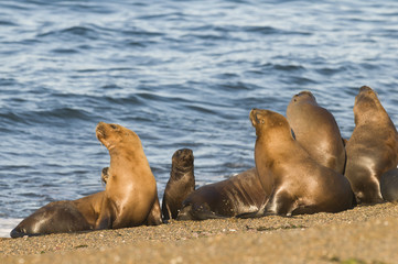 Sea Lion female , Patagonia Argentina