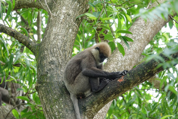 Monkey on a tree in the jungle of Sri Lanka