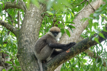 Monkey on a tree in the jungle of Sri Lanka