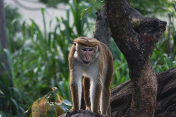Fototapeta na wymiar Portrait of a monkey standing on a stone in the jungle