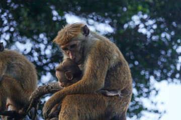 Monkey mother holds baby in her arms. Mother and baby monkey hugging