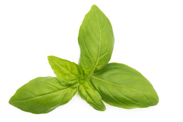 green basil leaves