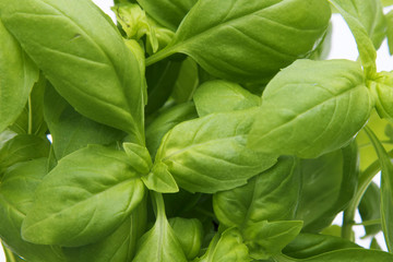 green basil leaves