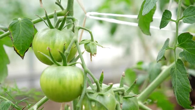 Green tomato grow in hothouse, closeup
