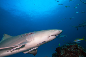Lemon shark in blue water.