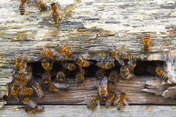 Bees flying from the hive. Bees crawling at the entrance to the hive