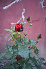 Rose against the background of the wall