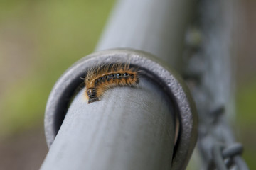 Caterpillar curls on fence