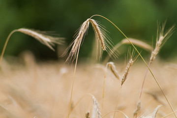 żyto, kłosy, zboże © Szymon Gryko
