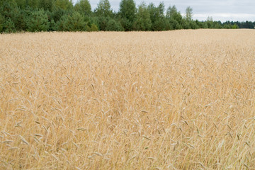 żyto, kłosy, zboże © Szymon Gryko