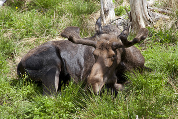 Fototapeta na wymiar Moose at a provincial park