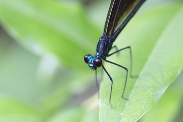 Close Up Dragonfly