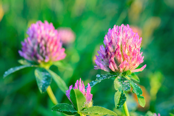 blossoming clover is covered with dew. close-up