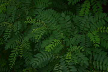 Bush which has many leaves